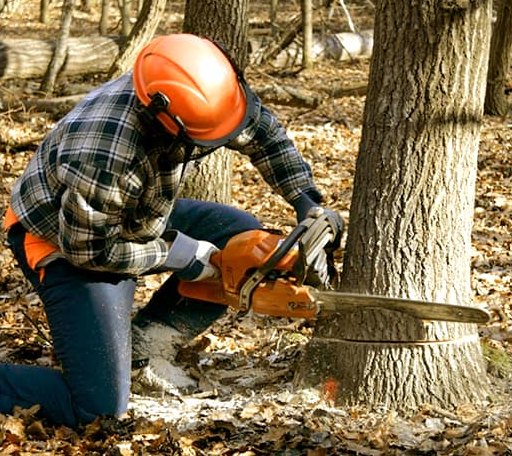 Tree Removal in Alvada, OH